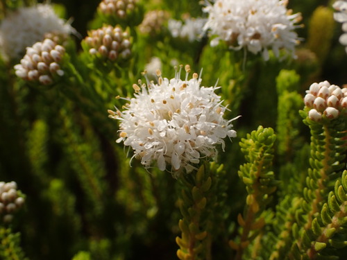 Dune Buchu (Agathosma collina)