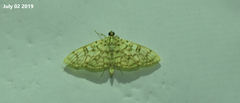 Haritalodes