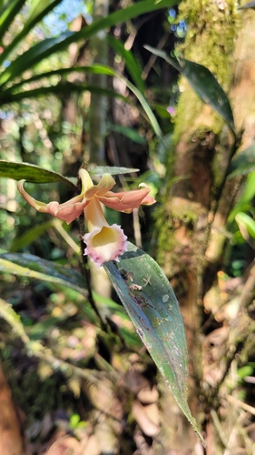 Sobralia atropubescens, photograph 1
