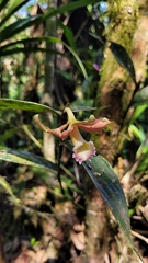 Sobralia atropubescens, photograph (c) Frank Dietze, some rights reserved (CC BY)