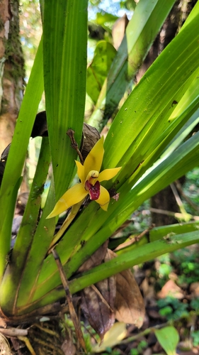 Maxillaria nasuta