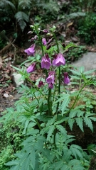 Cardamine macrophylla