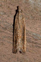Bactra verutana
