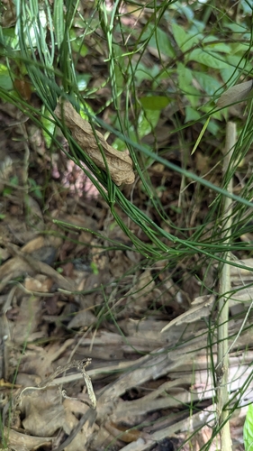 Image of Orthosia scoparia by (c) Erin Lalime, some rights reserved (CC BY)