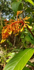 Palicourea triphylla