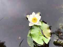 Nymphaea tetragona