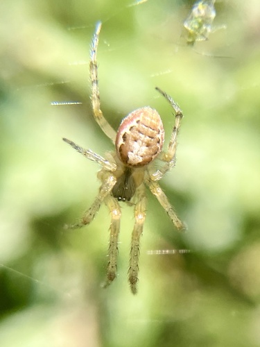 Silver-sided Sector Spider photo 6