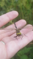 Somatochlora arctica