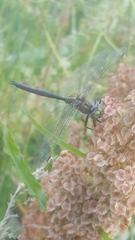 Somatochlora arctica