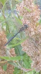 Somatochlora arctica