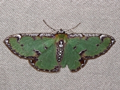 Eucyclodes buprestaria