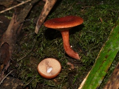 Lactarius eucalypti