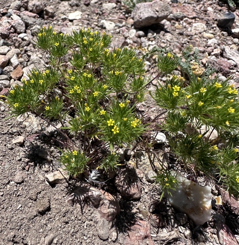 Image of Navarretia breweri by (c) Matt Berger, some rights reserved (CC BY)