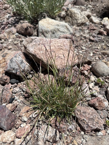 Image of Danthonia unispicata by (c) Matt Berger, some rights reserved (CC BY)