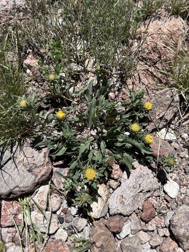 Image of Pyrrocoma carthamoides by (c) Matt Berger, some rights reserved (CC BY)