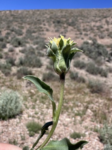 Image of Pyrrocoma carthamoides by (c) Matt Berger, some rights reserved (CC BY)