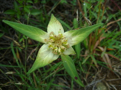 Euphorbia schiedeana