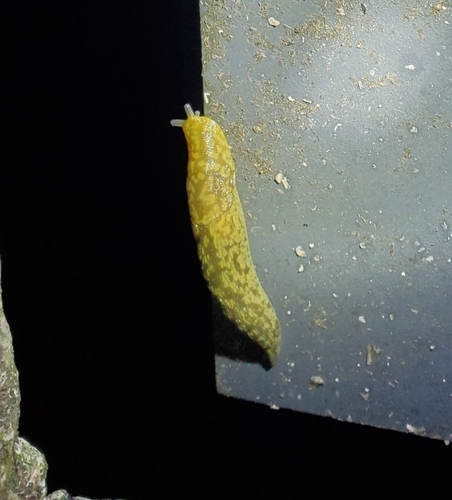 Green Cellar Slug, 22523 Hamburg-Eimsbüttel, Germany, photo 8 of 10