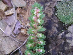 Euphorbia indivisa