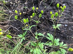 Ranunculus pensylvanicus