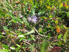 Saussurea angustifolia