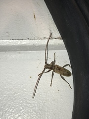 Brothylus gemmulatus