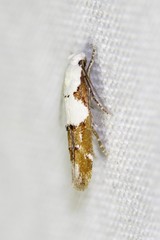 Mompha circumscriptella