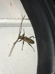 Brothylus gemmulatus