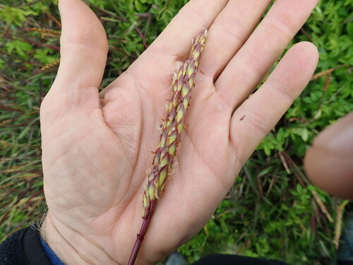 Image of Ischaemum triticeum by no rights reserved