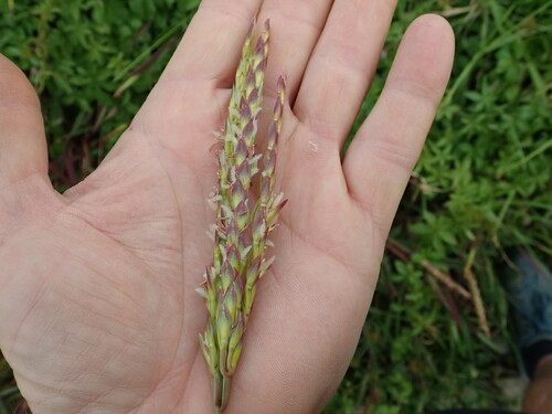 Image of Ischaemum triticeum by no rights reserved