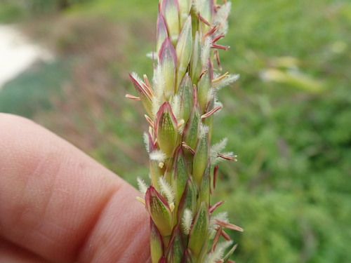 Image of Ischaemum triticeum by no rights reserved
