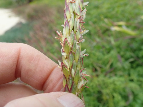 Image of Ischaemum triticeum by no rights reserved