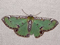 Eucyclodes buprestaria