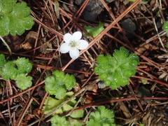 Ellisiophyllum pinnatum