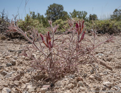 Cordylanthus kingii helleri