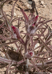 Cordylanthus kingii helleri
