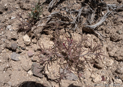 Cordylanthus kingii helleri