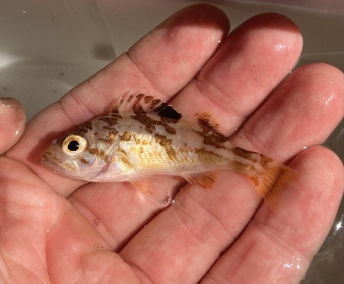 Canary rockfish (Sebastes pinniger) — Sebastidae — 3
