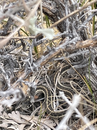 iNaturalist observation photo of Western Terrestrial Garter Snake