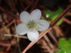 Ellisiophyllum pinnatum