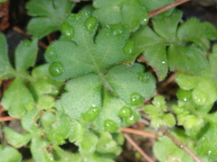 Ellisiophyllum pinnatum