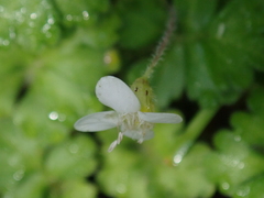 Ellisiophyllum pinnatum