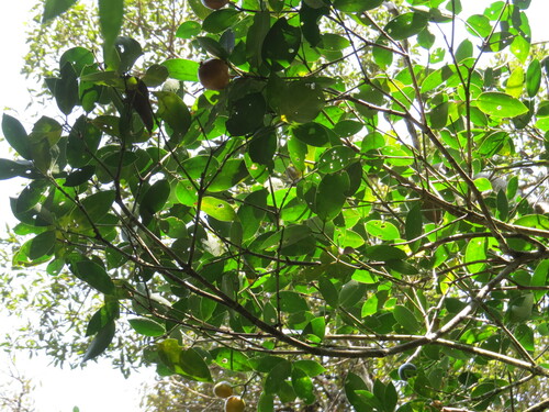 Image of Posoqueria Acutifolia (Posoqueria acutifolia) by (c) Victor Farjalla Pontes, some rights reserved (CC BY)