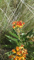 Asclepias tuberosa