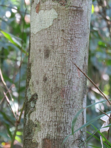 Image of Posoqueria Acutifolia (Posoqueria acutifolia) by (c) Victor Farjalla Pontes, some rights reserved (CC BY)