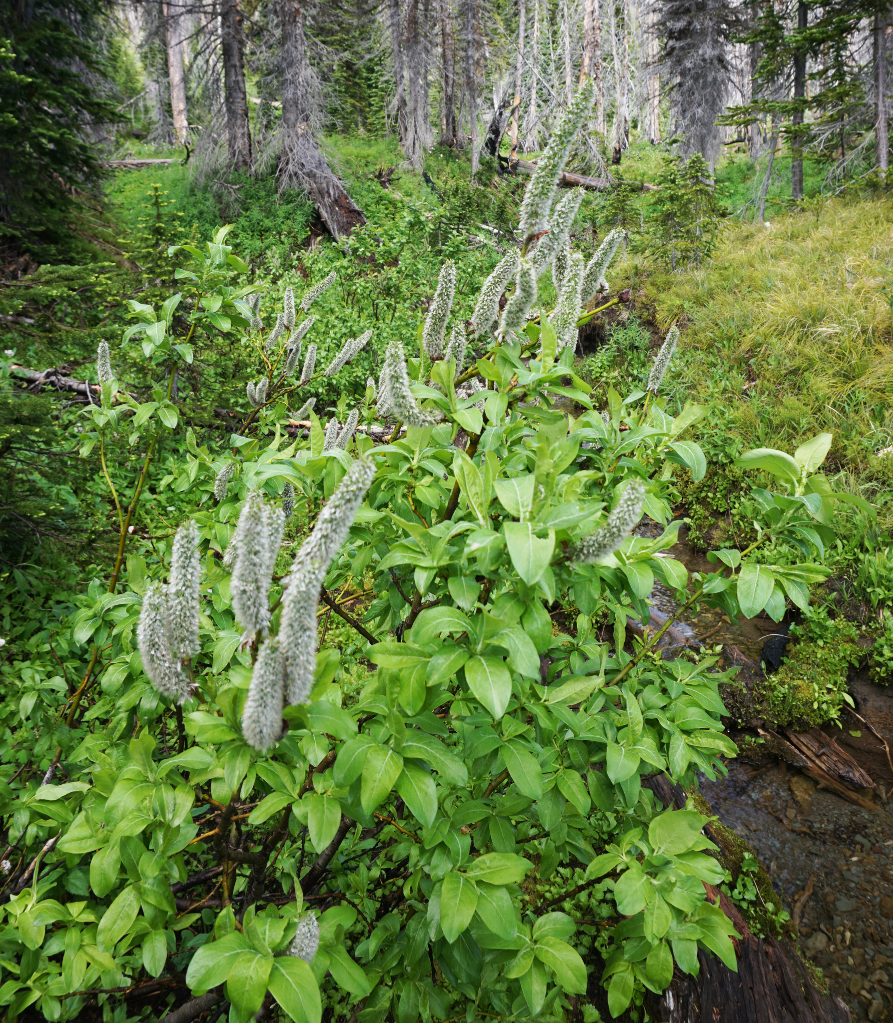 Salix tweedyi