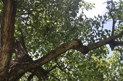 Populus deltoides deltoides