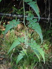 Senecio scandens incisus