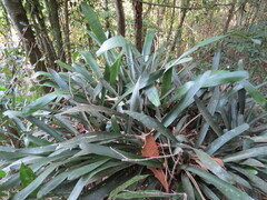 Neoregelia tristis, photograph Victor Farjalla Pontes, CC BY, iNaturalist via GBIF