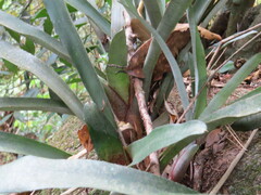 Neoregelia tristis, photograph Victor Farjalla Pontes, CC BY, iNaturalist via GBIF